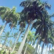 ももたの画像