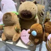SunSunの画像