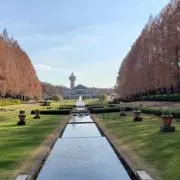 ぽぽの画像
