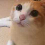 ♡Momo Selectの画像