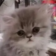 まろんの画像