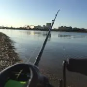 魚スズキの画像