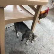 カチカチヤマンズの画像