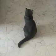しゅ
