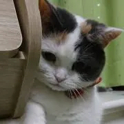 まちゃこの画像
