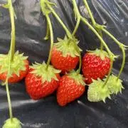 いちごの画像