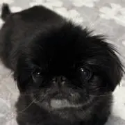 まるまりの画像