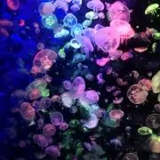 ゆー プロフ確認お願いしますの画像