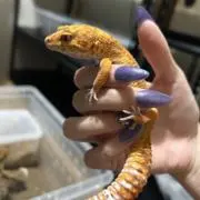 Rの画像