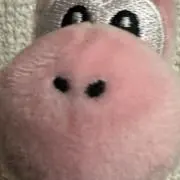 ぴーやの画像