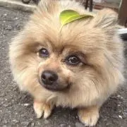 はる