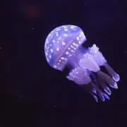 くらげの画像