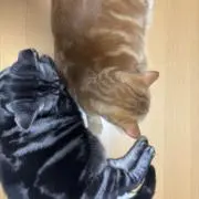 Petit Bonheur ＊ kaの画像