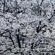 haluluの画像