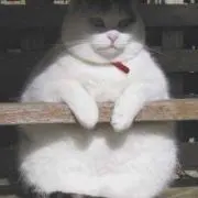 すてらおばさん