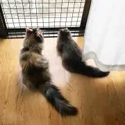 動画置き場