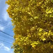 しふぉんけーきの画像