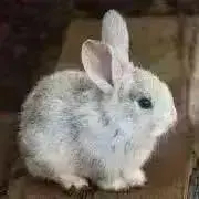 ジャスミン★お片づけ☆七夕セールの画像