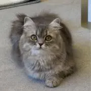 りりの画像