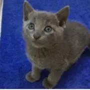 サト
