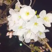 ちょすの画像