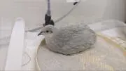 姫さまウズラ♪の画像