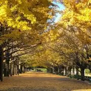 ヤマトの画像