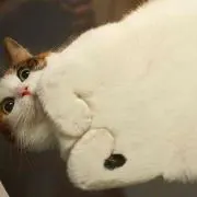 さすけ