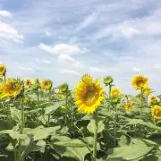 ミネの画像