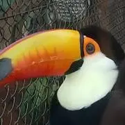 さおりんの画像
