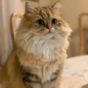 panatarouの画像