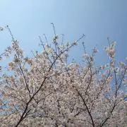 crystal✩⡱の画像