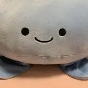 くらげの画像