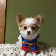 Kazu