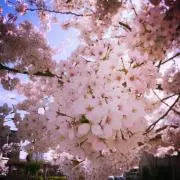 konbuの画像