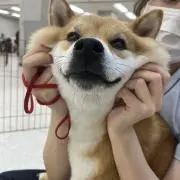 しばごろうの画像