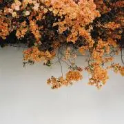 ぽち★の画像