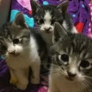 コテたま