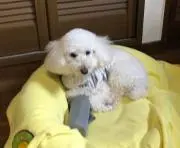 パンジャ