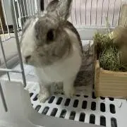 ぽんずの画像