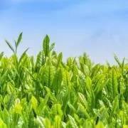 MOKOの画像