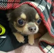 ちびよしの画像