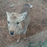 ぴーまんの画像