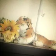どなるど☆
