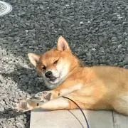 ♡wan♡の画像