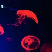 アマルミの画像