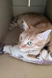 うさうさぎ