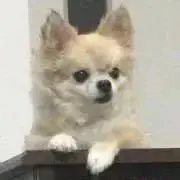 iiの画像