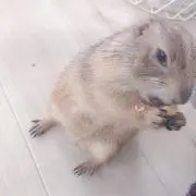 ss.の画像