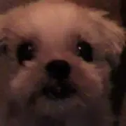 シーズーラブの画像